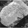 Bild zur Katalognummer 36: Fragment einer Grabplatte für einen Unbekannten
